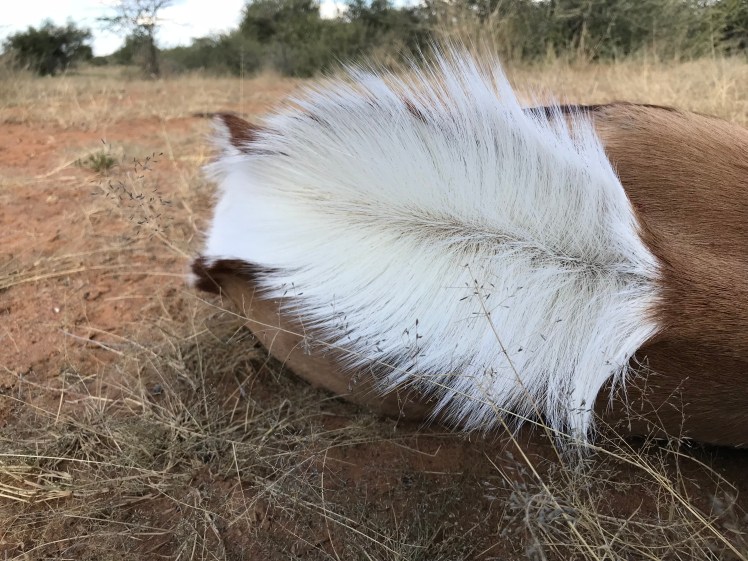 Namibia_2018_Bilder (124)